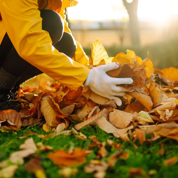 Mains gantées ramassant des feuilles mortes dans un parc (photo d’illustration)